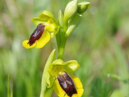 Ophrys_lutea_Barreira_Alva